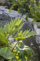 Rheum palmatum 'Rubrum' leaves 