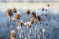Dipsacus fullonum, Common Teasel dry seedheads with hoarfrost in a winter garden.
