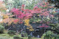 View to the main pond of the garden called Ogonchi also known as Shinji Ike. Acers with autumn colour. Moss groundcover. 