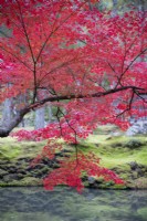 Branch of acer palmatum with autumn colour with background of the main pond of the garden