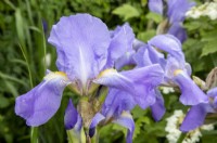 Iris germanica 'Jane Phillips'  - bearded Iris