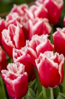 Tulipa 'Castana' - Fringed tulip