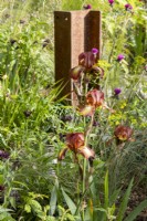 Bearded Iris 'Kent Pride and Cirsium rivulare 'Trevor's Blue Wonder' - Plume Thistle with a vertical rusty girder