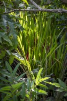 Imperata cylindrica 'Red Baron' - Japanese blood grass