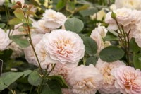 Rosa 'Emily Bronte' - English shrub rose - very fragrant