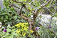 Ulmus minor 'Jacqueline Hillier' - small-leaved Elm tree