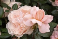 Rosa 'Louise Peel' - modern shrub rose