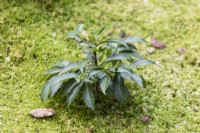 Small Rhododendron plant growing in moss groundcover
