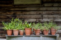 Potting bench of succulents in terracotta pots - June