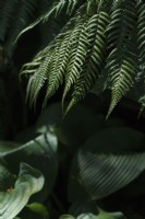Leaf textures of fern and hosta - September