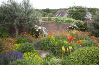 A drought tolerant garden. The Hot Garden with feature Olive Tree. Bright orange Papaver orientale - Oriental Poppies -  Kniphofia 'Lemon Popsicle' (Popsicle Series) -    Red Hot Poker -Euphorbia seguieriana subsp. niciciana - Siberian Spurge - Geum ' Totally Tangerine' - Salvia nemerosa - Salvia x sylvestris 'Mainacht' - Buxus sempervirens ball - Box. Rosa 'Mrs.Oakley Fisher'
            