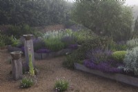 The Yard Garden - A drought tolerant Mediterranean Influenced garden on a misty morning.  Raised oak sleeper beds with feature ancient Tuscan Olive Tree. Main Raised Beds filled with mixed Lavenders, including Lavandula angustifolia 'Hidcote', Artemisia ludoviciana  ' Valerie Finnis', Antique Marble Mortar Bird Baths set on oak post and Lavandula angustifolia  'Hidcote', and 'Rosea' in gravel.Backed with a corrugated iron fence.
