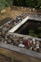 Raised oak small ornamental pond edged with pebbles and planted with House Leeks Sempervivums. 