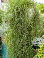 Agrostis FanciFillers Green Twist in hanging basket, summer August