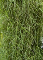 Agrostis hybrid FanciFillers Green Twist, summer August