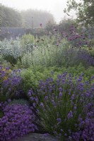 The Yard Garden - A drought tolerant Mediterranean Influenced garden on a misty morning. Raised oak sleeper beds filled with mixed Lavenders, including Lavandula angustifolia 'Hidcote', 
Artemisia ludoviciana  ' Valerie Finnis',  Ballota Pseudodictamnus,  Dianthus Carthusianorum, Thymus 'Red Start' ,  Lychnis coronaria 'Cerise Pink' and Santolina.  Backed by a corrugated iron fence.
