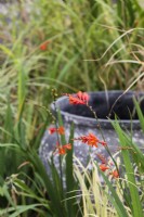 Large empty decorative pot used as feature with grasses and Crocosmia 'Fire King' 
