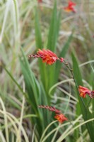 Crocosmia 'Fire King' growing with grasses