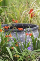 Large empty decorative pot used as feature with grasses and Crocosmia 'Fire King'