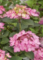 Hydrangea serrata Flair and Flavours Frozen Smoothie Pink, summer July