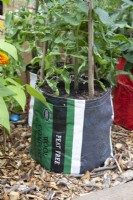 Repurposed plastic compost bag used as planters for Tomato plants with hazel sticks for support 