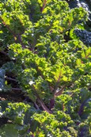 Brassica oleracea 'Midnight Sun' - kale