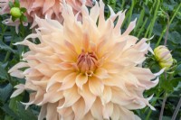 Dahlia 'Doreen James' - new variety introduced by H.W Hyde and Son