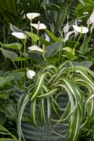 Spathiphyllum wallisii planted with Chlorophytum comosum 'Variegatum'