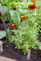 Tagetes patula - French marigolds used as a companion plant next to Jalapeno peppers to deter aphids