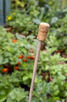 Bamboo cane with a champagne cork used as a cane topper
