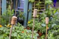 Bamboo canes with champagne and wine corks used as cane toppers