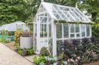 Painted white wooden greenhouse with a water butt, border planting of kale and Dahlias and a chilli plant - No Dig Allotment Demonstration Garden 