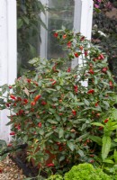 Capsicum annuum - Chilli plant growing in a pot outdoors