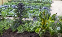 A no dig vegetable garden with Kale, Fennel and Swiss chard 'Bright Lights'