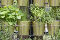 Herbs - chives, marjoram, oregano, mint and strawberry plants growing in metal pots hanging from a metal frame 