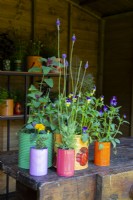Lavender, Chenopodium giganteum - tree spinach, Marigold and Viola plants in colourful painted tin can pots on a wooden table 
