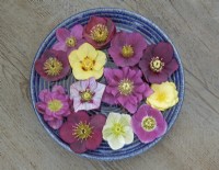 Mixed Hellebores floating in a bowl