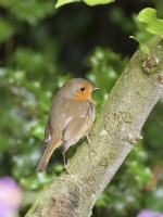 Erithacus rubecula - Robin perched on branch