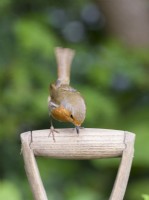 Erithacus rubecula - Robin perched on fork handle