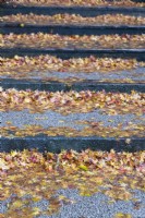 Fallen leaves of autumn coloured Acers on gravel steps.