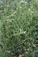 Juniperus chinensis Expansa Variegata