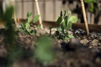 Pea 'Ambassador' seedlings emerge next to support canes - May
