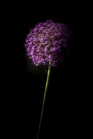 Allium x 'Globemaster' - May