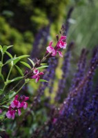Salvia 'Icing Sugar' - June with Salvia 'Caradonna' in background