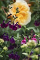 Salvia 'Nachtvlinder' - June