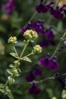 Origanum French - French marjoram with Salvia 'Nachtvlinder' - June
