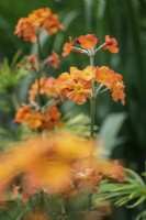 Primula Candelabra hybrid - July