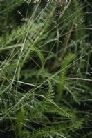 Achillea millefolium - common yarrow - July