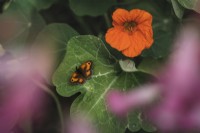 Tropaeolum majus - nasturtium - with orange Meadow Brown butterfly - July