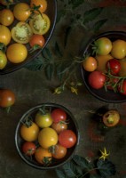 Cherry tomatoes, Solanum lycopersicum in bowls with leaves and tomato flowers - August